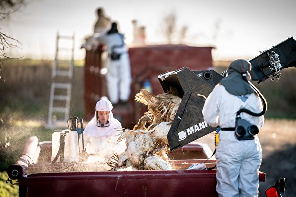 組圖：丹麥爆發H5N1禽流感 撲殺逾9萬隻火雞
