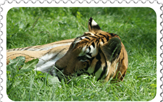 金言：虎年说虎——忧伤的生肖邮票