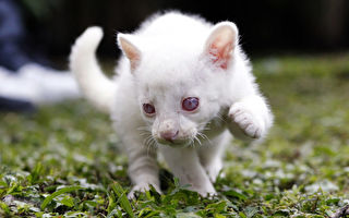 哥伦比亚当局营救一只罕见的白化细腰猫