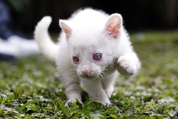 哥倫比亞當局營救一隻罕見的白化細腰貓