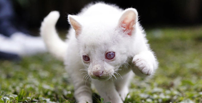 哥伦比亚当局营救一只罕见的白化细腰猫