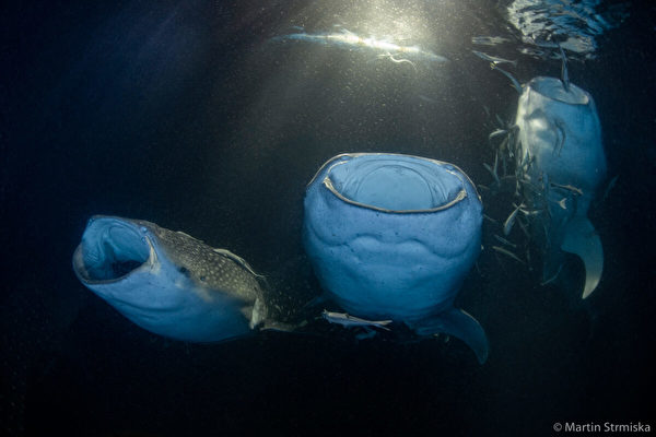 攝影師捕捉到20頭鯨鯊水下捕食的罕見畫面