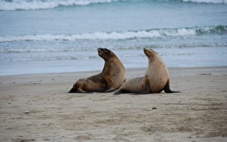 加州海滩海狮追赶人群 视频热播引热议