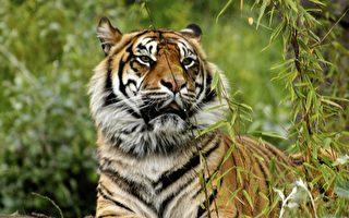 汉密尔顿动物园为世界第二年长的老虎庆生