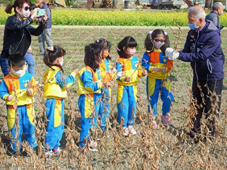 农业局于1月13日在龙井区契作田区办理大豆采收记者会，并展开食农教育，让幼儿园的小朋友体验采收大豆。