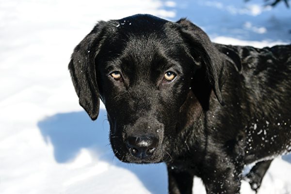 撑过野火与酷寒 失踪数月小狗在雪地被寻获