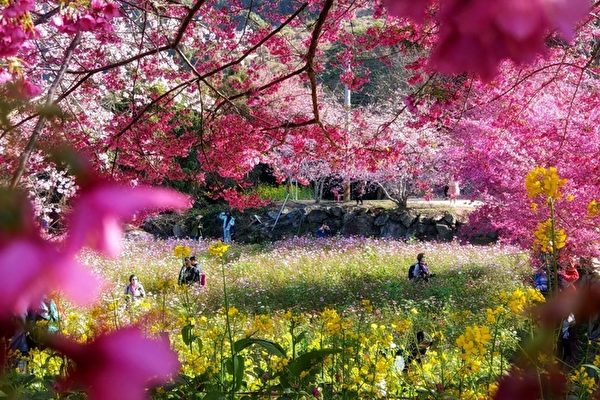 組圖：台灣最早開滿櫻花的祕境 南投水里