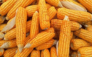 業界：大陸玉米缺口逾2000萬噸