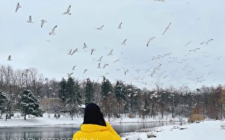 2022年的第一场雪（2）鸥鸭冬日嬉戏图
