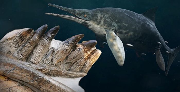 英国海岸出土1.8亿年前泰曼鱼龙化石