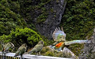 去年尼尔森湖区1只Kea鹦鹉长成 本季出雏6只