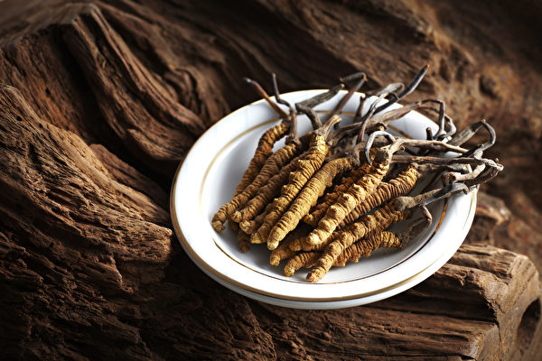 蟲草也是一種適應原草藥，其中最著名的是中國人使用的冬蟲夏草。(Shutterstock)