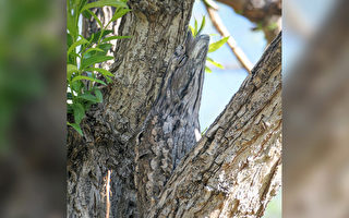擅长伪装的夜鹰 你能在树上找到它们吗？