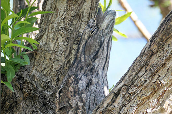 擅長偽裝的夜鷹 你能在樹上找到它們嗎？