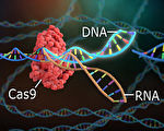 研究发现可大幅增强CRISPR基因编辑能力
