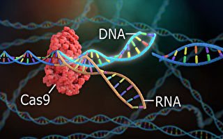 研究發現可大幅增強CRISPR基因編輯能力