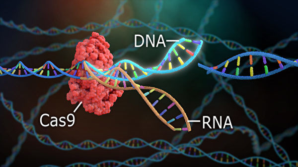 研究發現可大幅增強CRISPR基因編輯能力