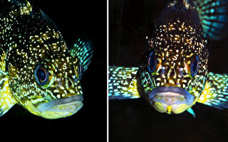 五彩斑斓的中国岩鱼似乎能在黑暗中发光