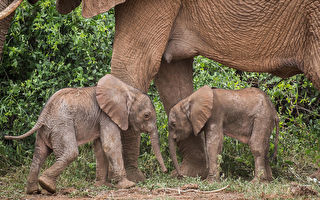 肯亞罕見雙胞胎小象誕生 機率僅1%