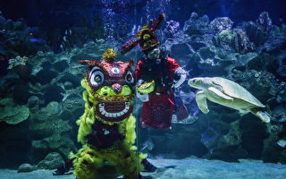 组图：吉隆坡水族馆贺新年 表演水底舞狮
