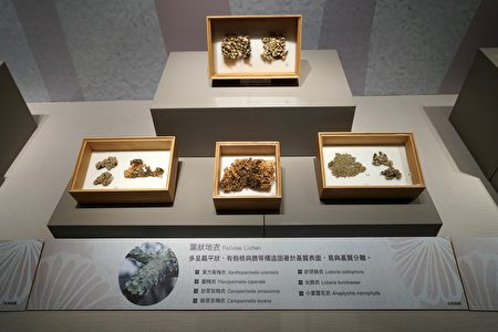 岩石上常发现的地衣，其实是微真菌与藻类或蓝绿菌的共生体。