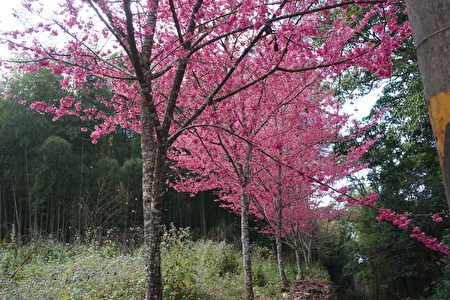九芎神木附近的櫻花正盛開。
