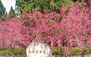 台灣首度櫻花預報 2月中下旬為最佳賞花期