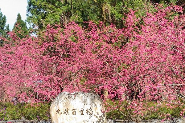 台湾首度樱花预报2月中下旬为最佳赏花期 八重樱 气象局 农试所 大纪元