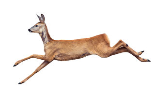 印度野鹿跳高飛越 網友瞠目結舌：根本鹿界喬丹