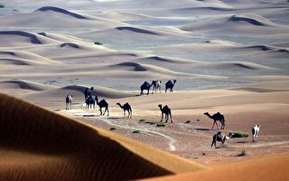 骆驼在雪地奔跑！ 阿拉伯沙漠变银白世界画面曝光