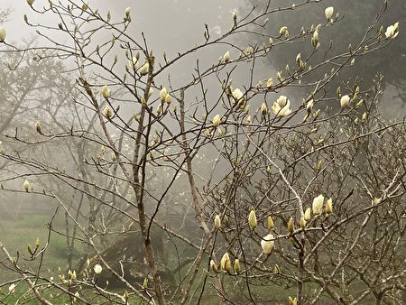 阿里山国家森林游乐区木兰园的白木兰正准备绽放。