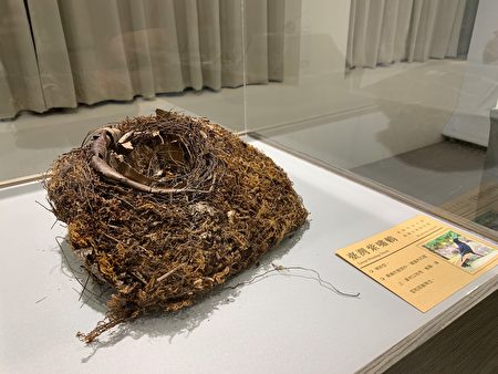 东石生态展示馆展出各式鸟巢标本及照片，邀请民众见证鸟儿的都市计划（图为台湾紫啸鸫鸟巢）。
