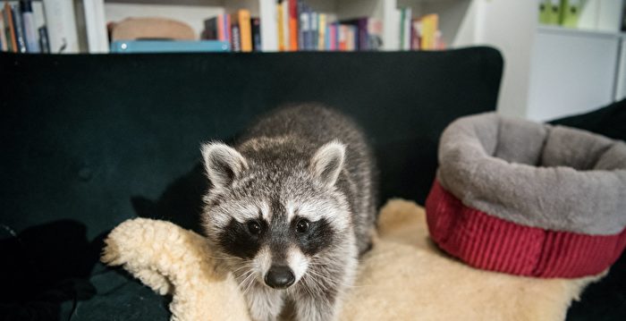 组图：德国浣熊获救 意外成为网络动物明星