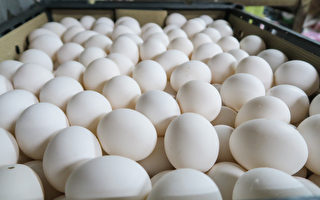 台解雞蛋荒 2月中自國外進口