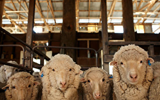 新州急需剪羊毛工  高手年薪可高達近30萬