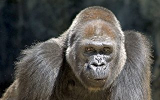 亚特兰大动物园世界第四长寿大猩猩去世