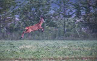 印度野鹿跳高飞越 网友瞠目结舌：根本鹿界乔丹