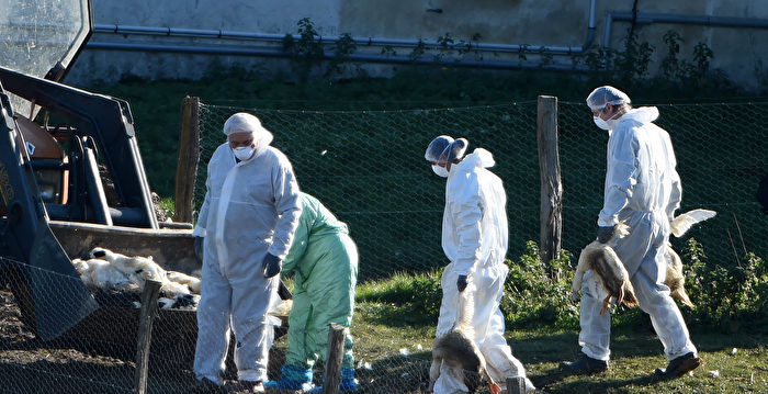 组图：法国禽流感蔓延 已扑杀逾250万只家禽