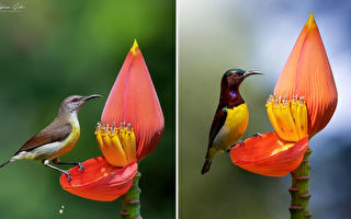 组图：太阳鸟吸食花蜜的美丽场景