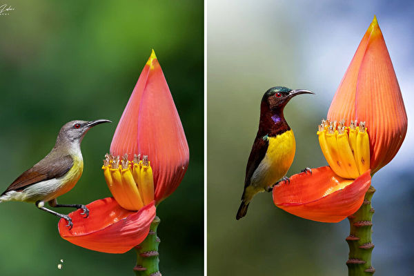 組圖：太陽鳥吸食花蜜的美麗場景