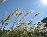 虎頭山公園 都會休閒好去處