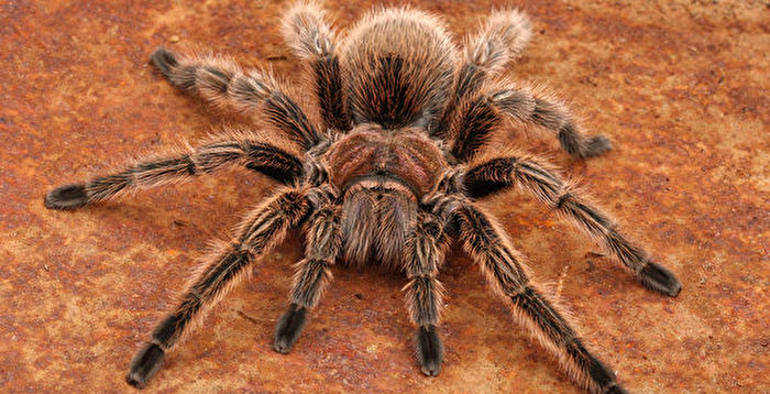 研究 狼蛛受寄生线虫感染行为怪异并绝食至死 大纪元 研究 狼蛛受寄生线虫感染行为怪异并绝食至死 大纪元