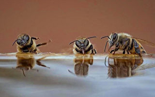 搞笑照：3蜜蜂「講笑話」 樂得從椅子上掉下