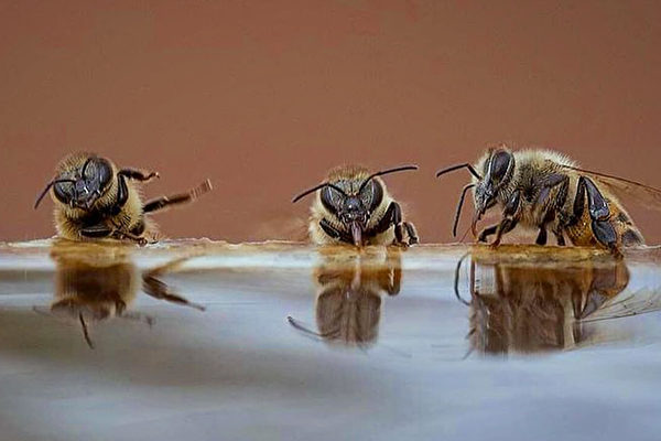 搞笑照：3蜜蜂「講笑話」 樂得從椅子上掉下