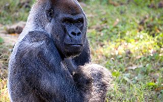 世界上最年長的雄性大猩猩Ozzie在亞特蘭大動物園去世