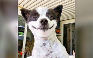 组图：永远微笑的狗成为Instagram上明星