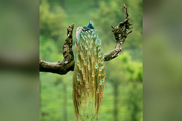 組圖：雨後梳理絢麗羽毛的印度孔雀