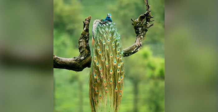 组图：雨后梳理绚丽羽毛的印度孔雀