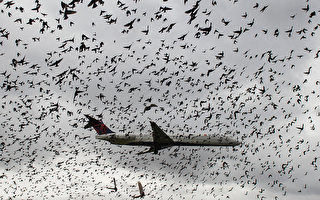 鸟撞事故激增 疫情给全球航班带来意外安全问题