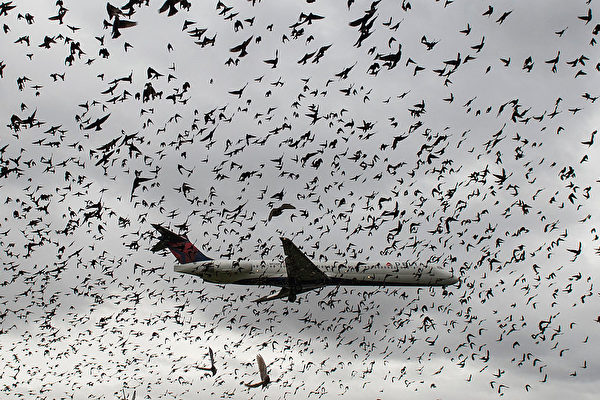 鳥撞激增 疫情給全球航班帶來意外安全問題